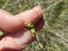 Aspalathus spinescens lepida