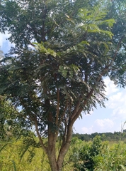 Parkia biglobosa