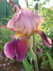 Iris × hybrida