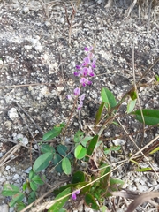 Grona heterocarpos