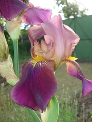 Iris × hybrida