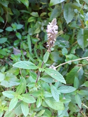 Pogostemon auricularius