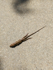Anolis carolinensis