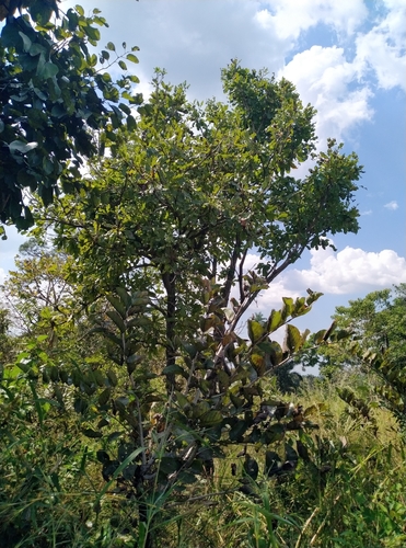 Shea Tree
