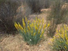 Lebeckia sepiaria