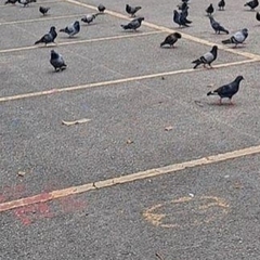 Columba livia domestica