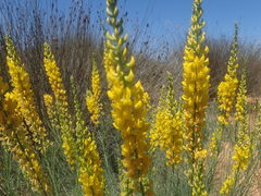 Lebeckia sepiaria