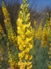 Lebeckia sepiaria