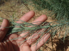 Lebeckia sepiaria