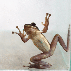 Polypedates leucomystax