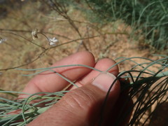 Lebeckia sepiaria