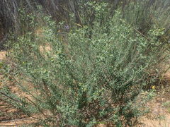 Euphorbia genistoides