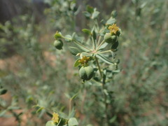 Euphorbia genistoides