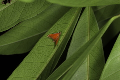 Hemiscopis sanguinea