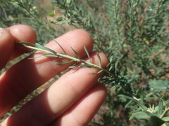 Euphorbia genistoides