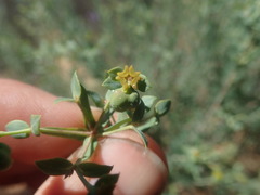 Euphorbia genistoides