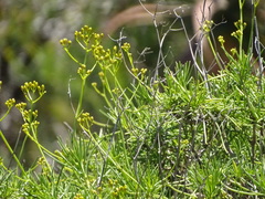 Senecio linifolius