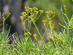 Senecio linifolius