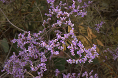 Limonium platyphyllum