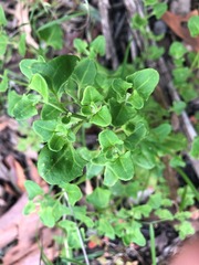 Chenopodium robertianum