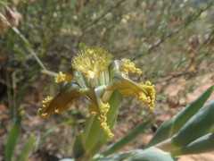 Ferraria variabilis