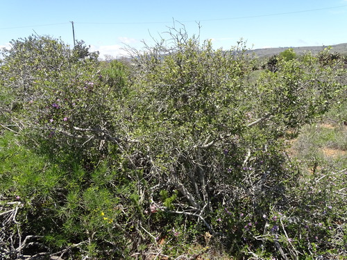 Image of Grewia robusta by (c) Shaun Swanepoel, some rights reserved (CC BY)