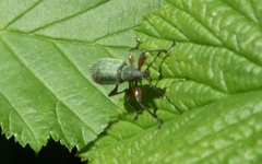 Phyllobius