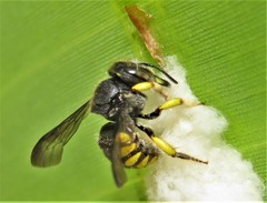 Micranthidium