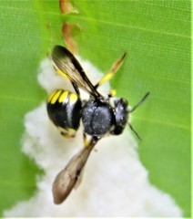 Micranthidium