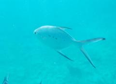 Trachinotus baillonii