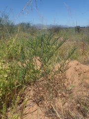 Pelargonium multiradiatum