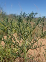 Pelargonium multiradiatum