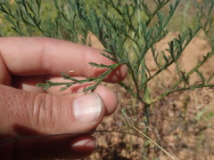Pelargonium multiradiatum