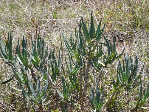 Aloiampelos tenuior