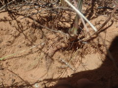 Pelargonium multiradiatum