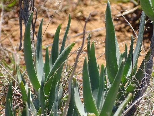 Image of Aloiampelos tenuior by (c) Shaun Swanepoel, some rights reserved (CC BY)