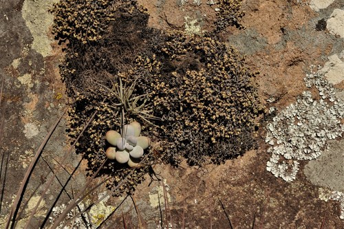 Pachyphytum oviferum 3