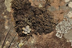 Pachyphytum oviferum