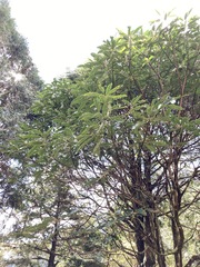 Daphniphyllum himalaense