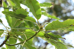 Daphniphyllum himalaense