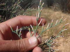 Limonium longifolium