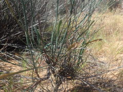 Limonium longifolium