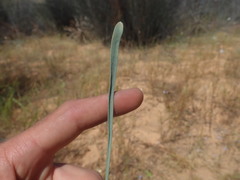 Limonium longifolium