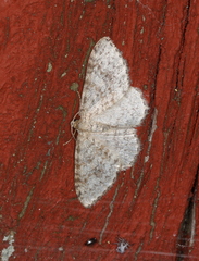 Hydrelia sylvata