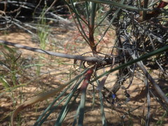 Limonium longifolium
