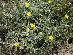 Arctotis arctotoides