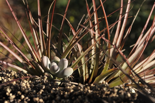 Pachyphytum oviferum Purple Dream 2