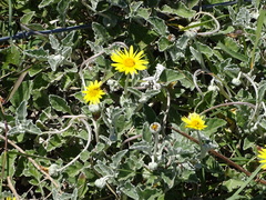 Arctotis arctotoides