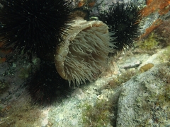 Actinia striata