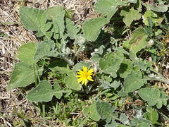 Arctotis arctotoides